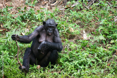 Bonobo female sitting with a shaft