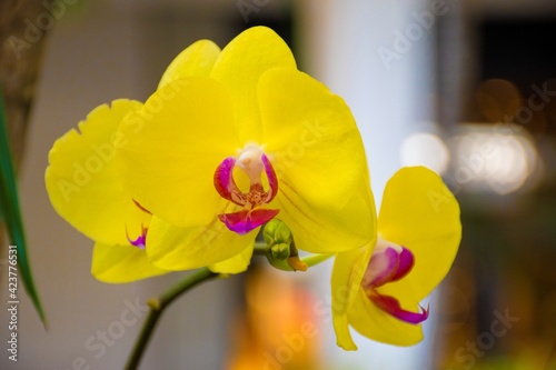 unique orchid yellow and fuchsia colors