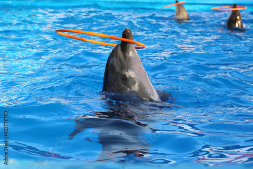 Dolphin Spins Orange Hoop at Dolphinarium Show
