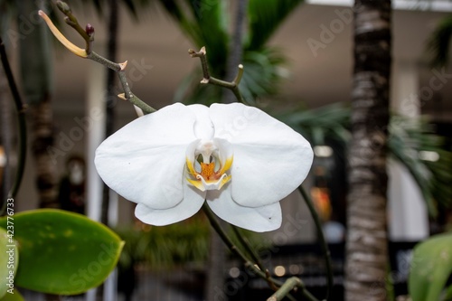 delicate white orchid hanging in the garden