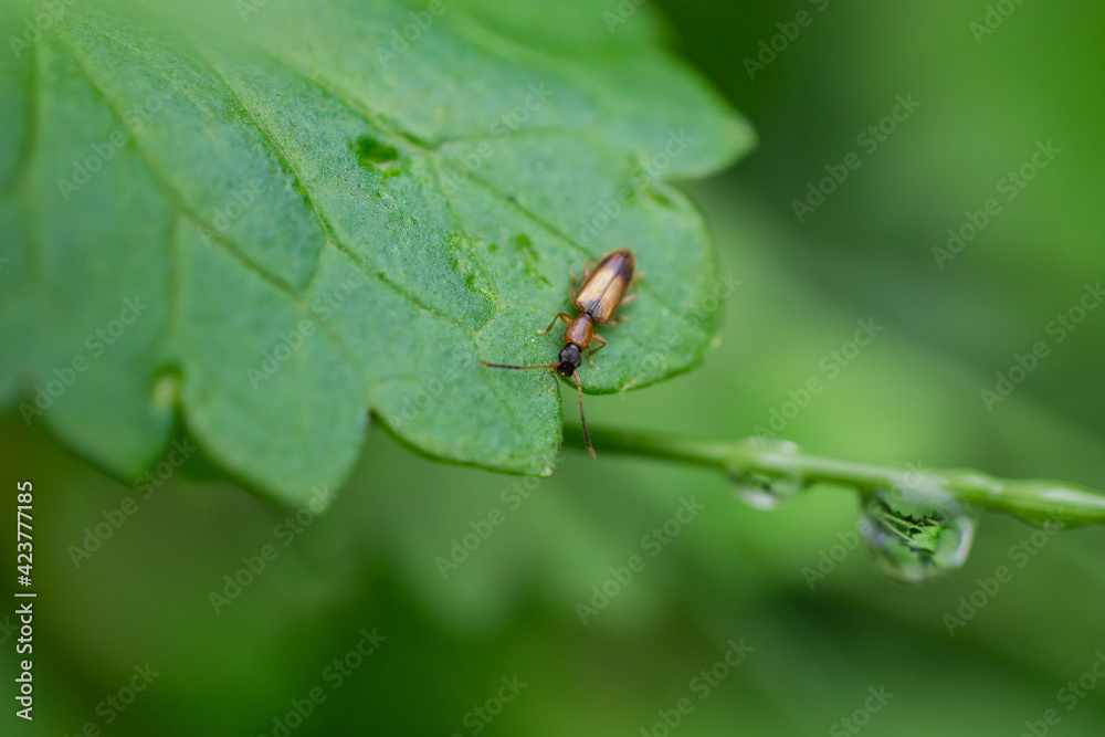 Silvan Flat Bark Beetle on Leaf Silvan Flat Bark Beetle on Leaf