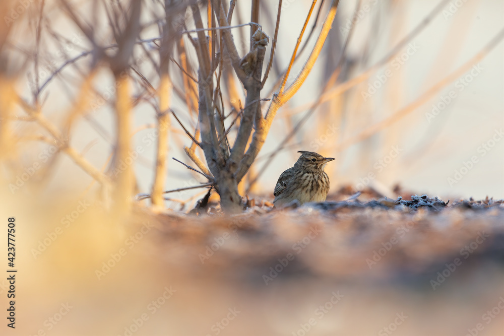 A crested lark (Galerida cristata) resting and foraging in the bushes in the morning light. A crested lark (Galerida cristata) resting and foraging in the bushes in the morning light.