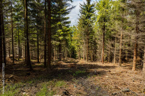 Small glade with felled trees in Rudawy Janowickie mountains