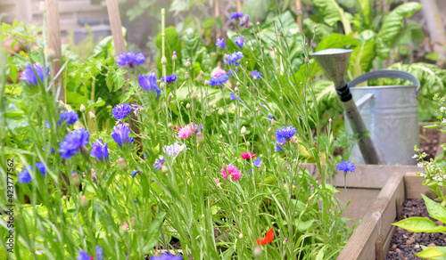 flowers blooming in a vegetable garden with a watering can background