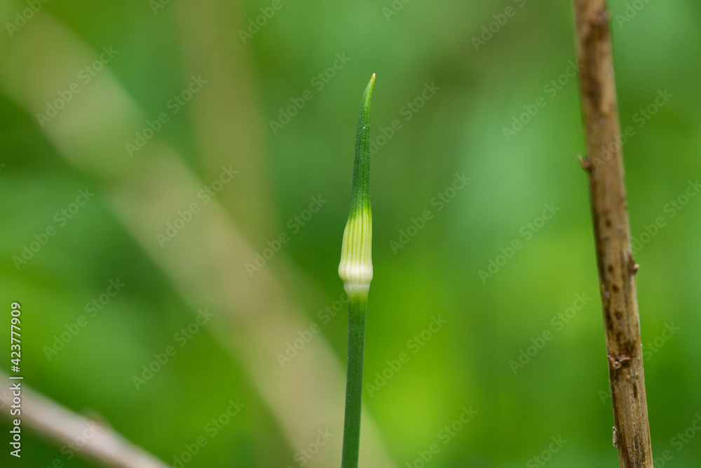 Wild Garlic Umbel in Springtime Wild Garlic Umbel in Springtime