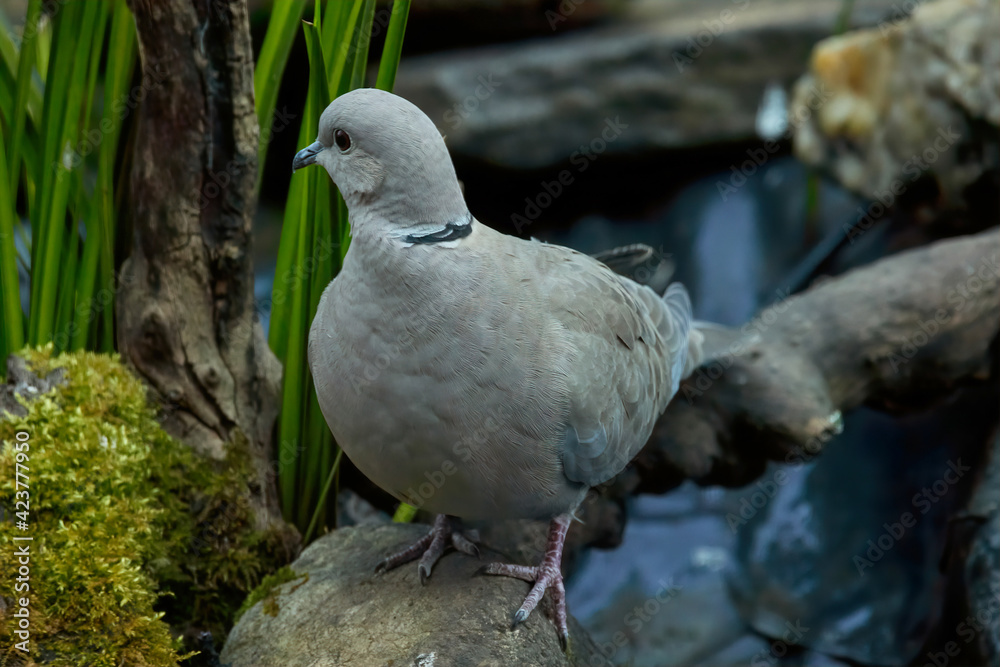 Fototapeta premium Eurasian collared dove
