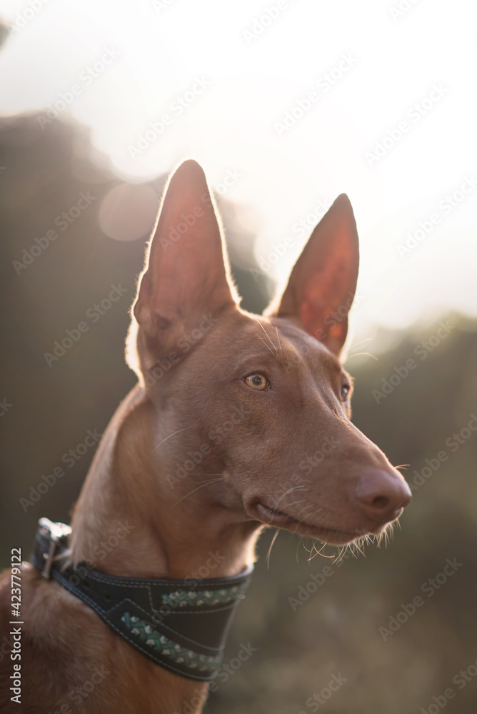 Pharaoh Hound Pharaoh Hound