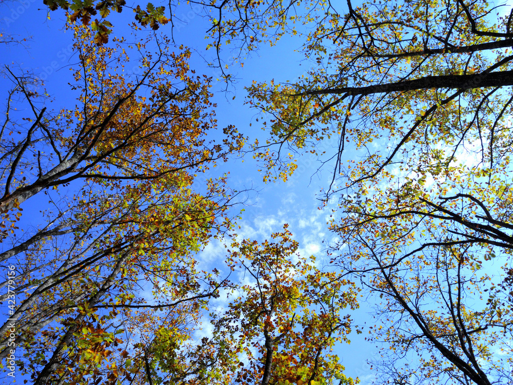 Obraz premium Autumn forest in the mountains