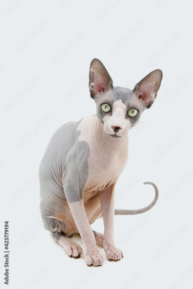 Portrait hairless sphynx cat sitting. Isolated on white background.