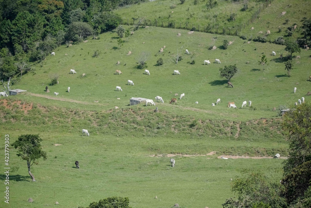 Vista de Gados pastando nas Montanhas realizada nesta tarde de segunda-feira (29) em São José dos Campos, SP.