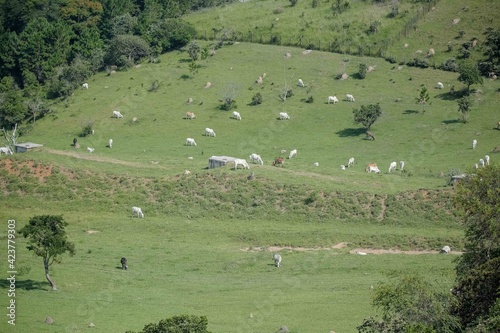 Vista de Gados pastando nas Montanhas realizada nesta tarde de segunda-feira  29  em S  o Jos   dos Campos  SP.