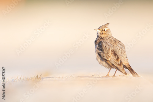 A crested lark (Galerida cristata) resting and foraging in a frozen meadow in the morning light.