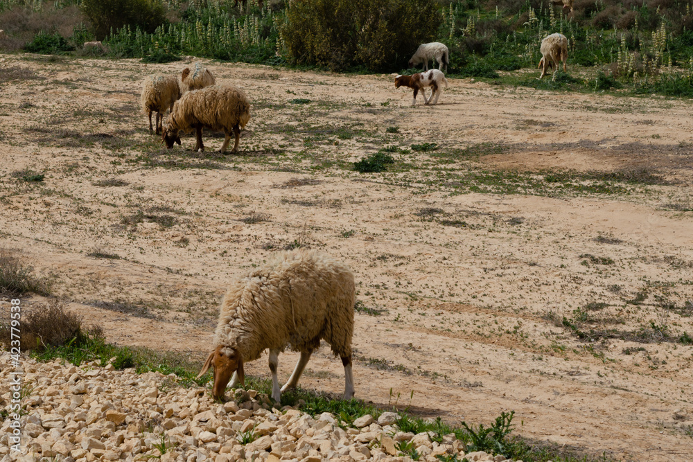 Fototapeta premium Sheep grazing on a plot in a remote area of the Negev Desert