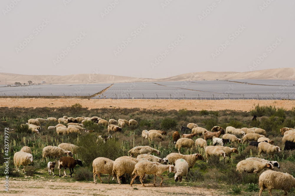 Obraz premium Sheep grazing on a plot in a remote area of the Negev Desert