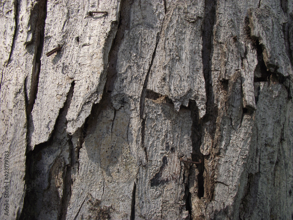 texture of natural tree bark in brown shades texture of natural tree bark in brown shades