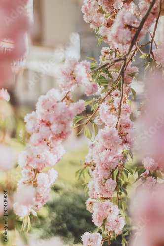 forest fairy on sakura treePink Sakura Cherry Blossom Tree. Very beautiful cherry trees