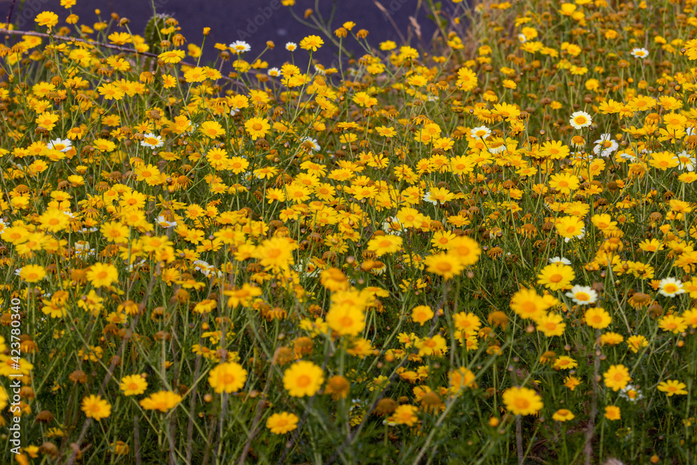 field of yellows 