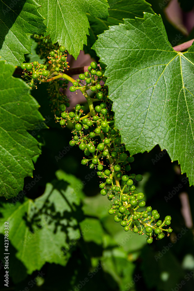 Baby grape vine and leaves Baby grape vine and leaves