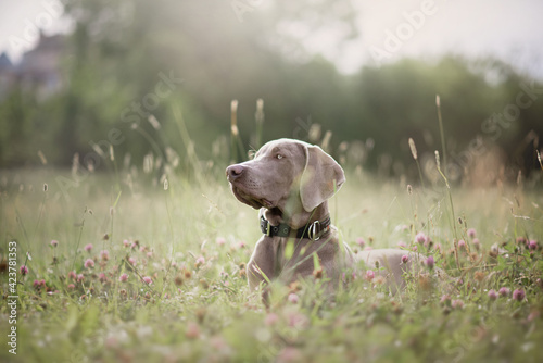 Weimaraner