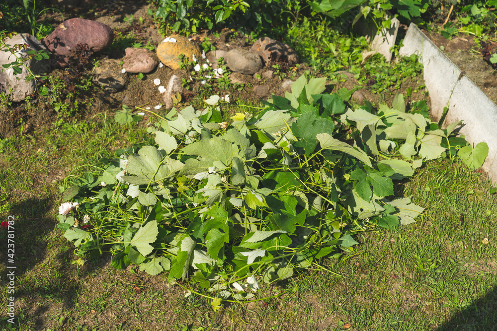 Obraz premium pruning young grape bushes close-up