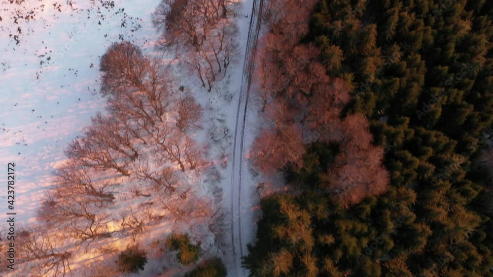 Chemin dans Forêt durant coucher de soleil rose en hiver. Forêt enneigées. Bois, Chemin et neige. 4K Images brutes. Paysage du Massif du Sancy dans la chaîne des Puys en France.