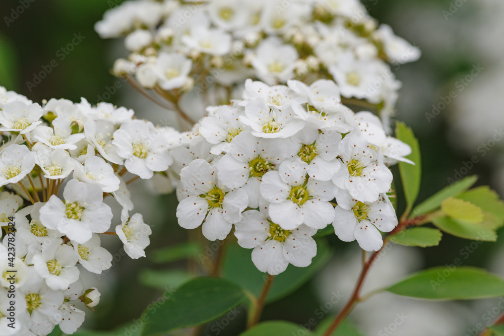 flowers flowers
