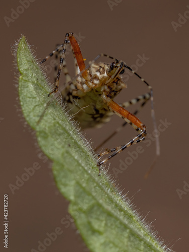 Adult Assassin Bug photo