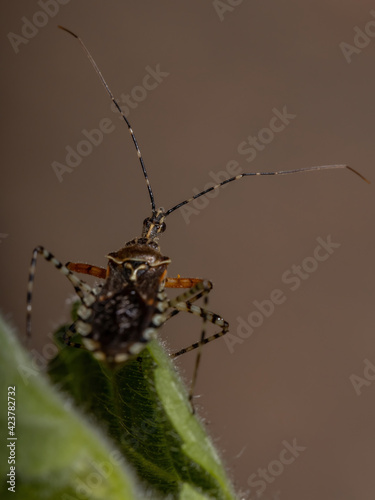 Adult Assassin Bug photo