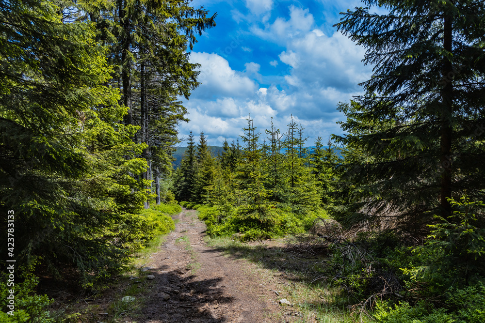 Long mountain trail between high trees and bushes in Rudawy Janowickie mountains Long mountain trail between high trees and bushes in Rudawy Janowickie mountains