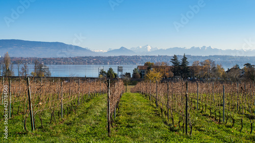 Vignoble, lac et Mont Blanc photo