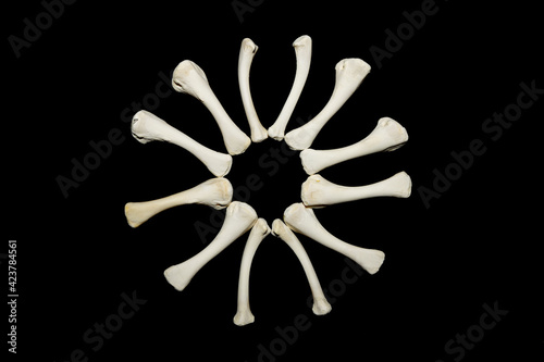 Bones of an animal isolated on a black background. Symbol made from bones. Witchraft concept.