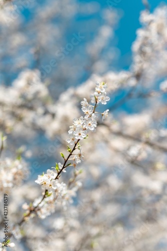 blooming tree © Djordje