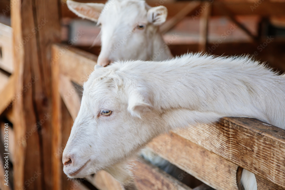 Close up portrait of two white hornless goats on straw at the farm, background of wall of wooden logs, wooden shelter, old barn in village, light coat, big eyes, Inquisitive cute goat looking away Close up portrait of two white hornless goats on straw at the farm, background of wall of wooden logs, wooden shelter, old barn in village, light coat, big eyes, Inquisitive cute goat looking away
