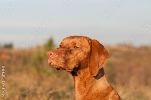 Wallpaper Mural Portrait of a vizsla dog in a field. Torontodigital.ca