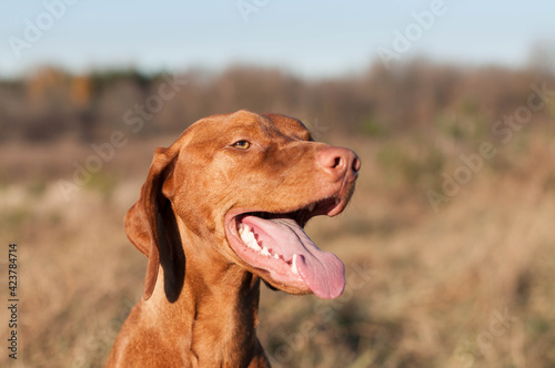 Wallpaper Mural Close-up of a happy looking Vizsla dog in a field Torontodigital.ca