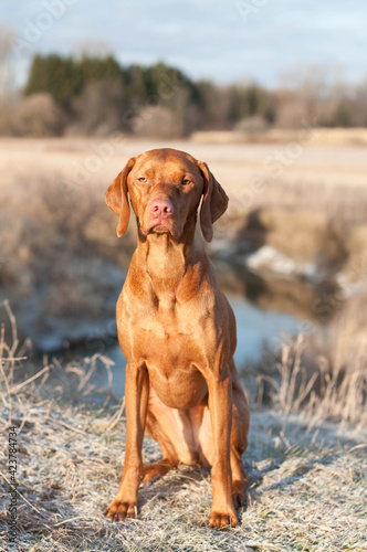 Wallpaper Mural Vizsla Dog (Hungarian Pointer) sitting in a field. Torontodigital.ca