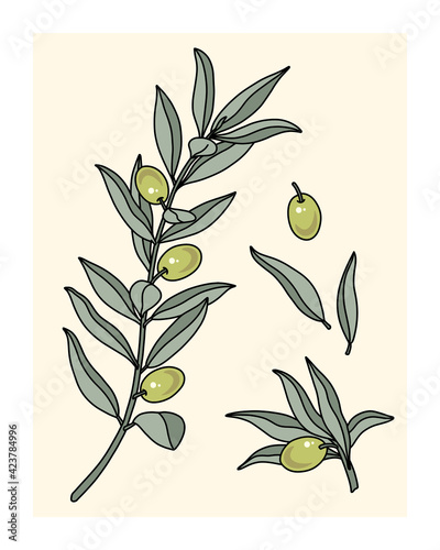 Cartoon Olive Tree Branch. Plant with green Leaves and yellow Olives vector illustration. Floral clipart set. Botanical elements isolated for design print, label, poster, logo, invitation, card