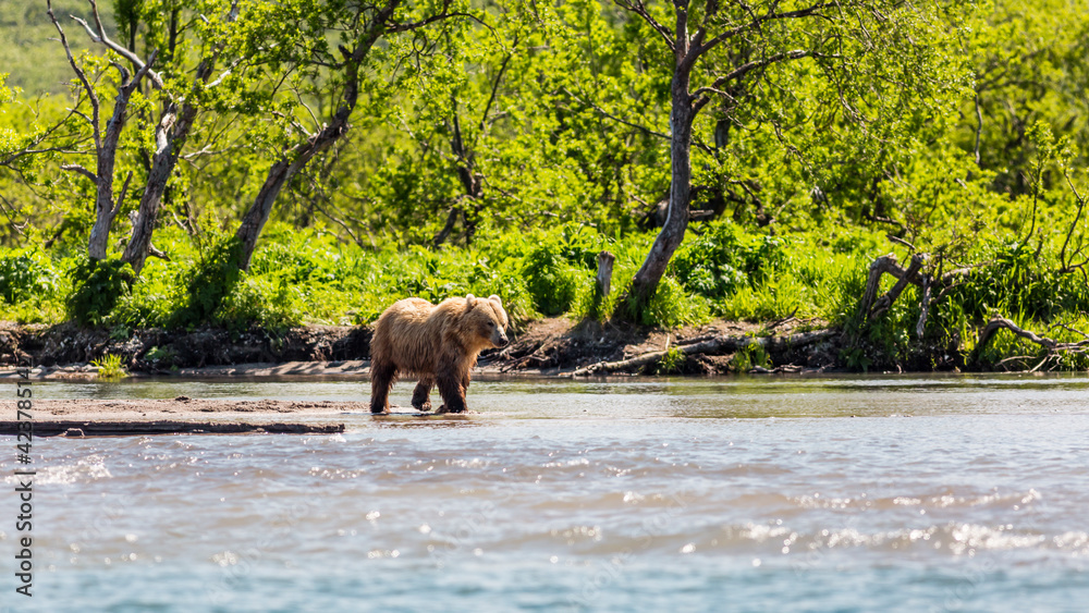 Brown bear or Ursus arctos beringianus fishing in the Kurile lake. Kamchatka Peninsula, Russia Brown bear or Ursus arctos beringianus fishing in the Kurile lake. Kamchatka Peninsula, Russia