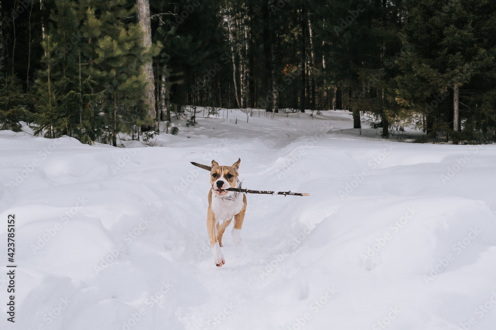 An American Staffordshire Terrier puppy actively walks through the winter forest. The concept of walking with pets in the forest.
