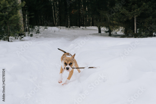 Fototapeta Naklejka Na Ścianę i Meble -  An American Staffordshire Terrier puppy actively walks through the winter forest. The concept of walking with pets in the forest.