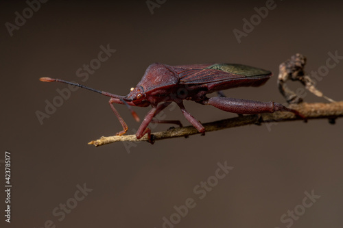 Adult Leaf-footed Bug photo