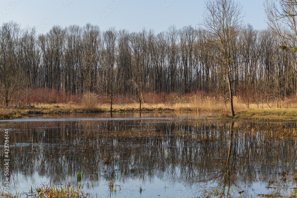 Natural pond near floodplain forest. There is a reed in the pond and a forest in the background. The sky is blue.