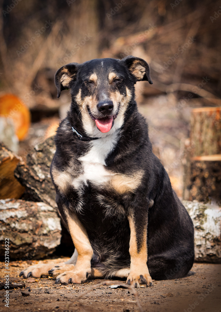 funny dog mongrel cute laughing funny dog mongrel cute laughing