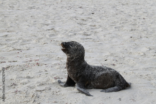 Little Sea Lion of the Galapagos Islands