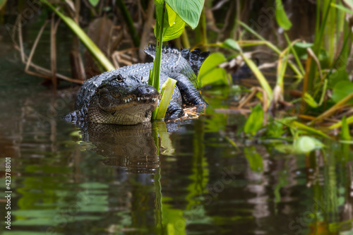 Alligator Hiding Among the Mangrove Plants of Everglades National Park in Florida, USA © mitgirl
