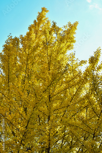 yellow autumn leaves