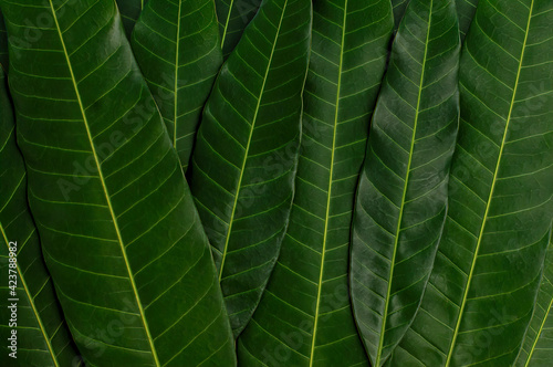 Close up of natural fresh green tropical leaves texture for background. Flat lay, top view.