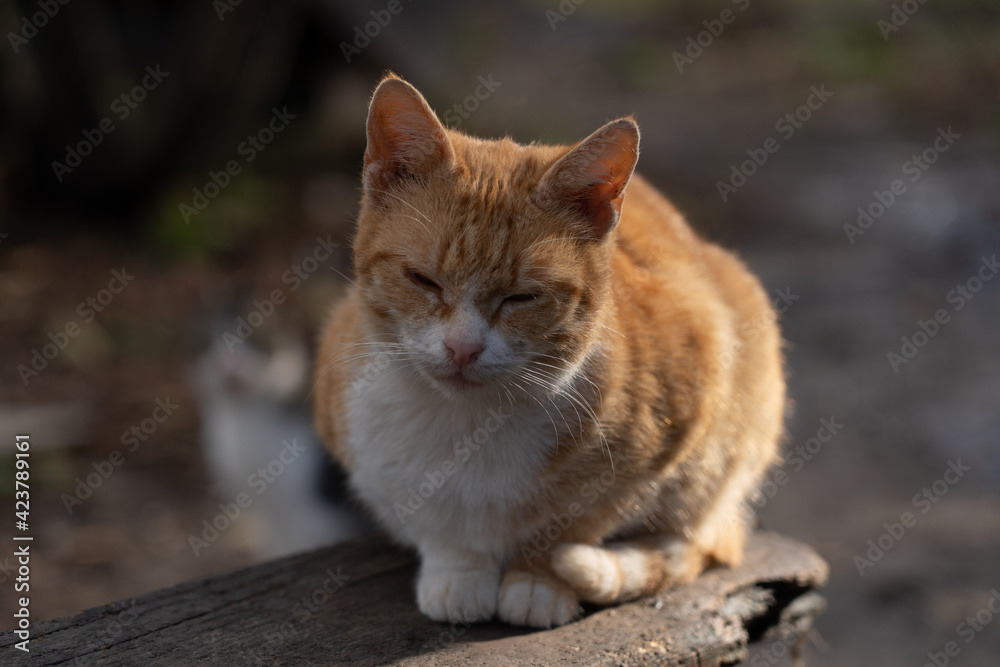 Red and white cat sits on a stone