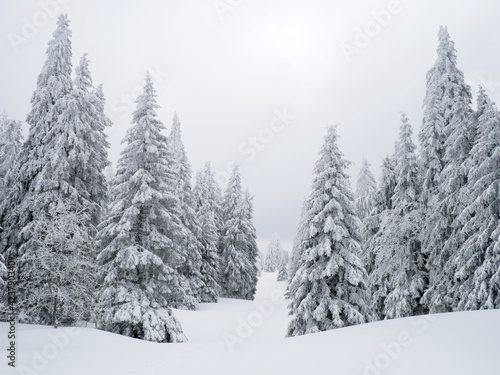 Forêt de sapins géants enneigés à la montagne