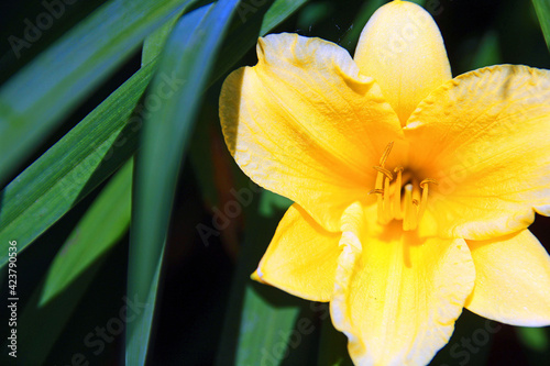 yellow lily